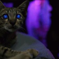 《赛博朋克2077》2.0炸弹拳流秘籍：打造最强战斗配置攻略