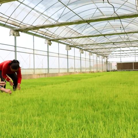 《星空》任务线终极攻略：解锁完美结局新篇章