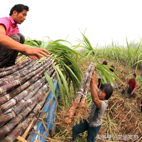 高效打造《我的世界》1.19-1.20自动甘蔗机，解锁高效种植新技能