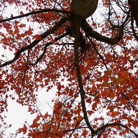 《暗黑破坏神4》1.1.1版本深度解析：游侠改动前瞻揭秘新篇章