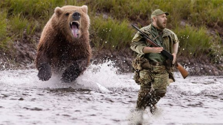 日本熊进化新技能：枪下装死猎手惊！反击奇招曝光