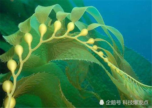 《戴夫潜水海藻农场作物生长周期深度解析》