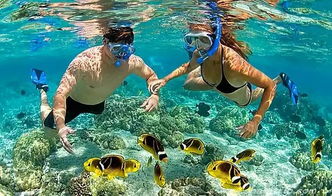 《戴夫潜水秘制炖鼠鲨，解锁海洋美食新境界》