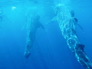 冰河探险揭秘：戴夫邂逅神秘白鲸之地