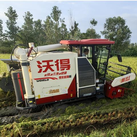 盛的秘密，2025年顶级玩家如何解锁她的巅峰战力？