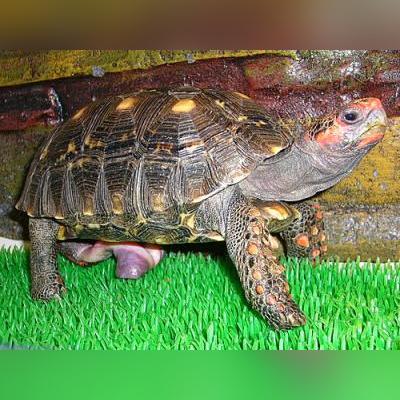 《暗黑4》双盾法师BD攻略：全面解析双盾流法师加点技巧与策略