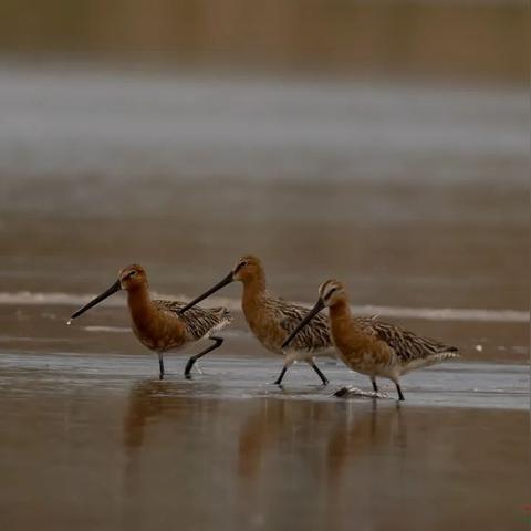 鹮穿之喙深度解析：揭秘全新价值词解析攻略