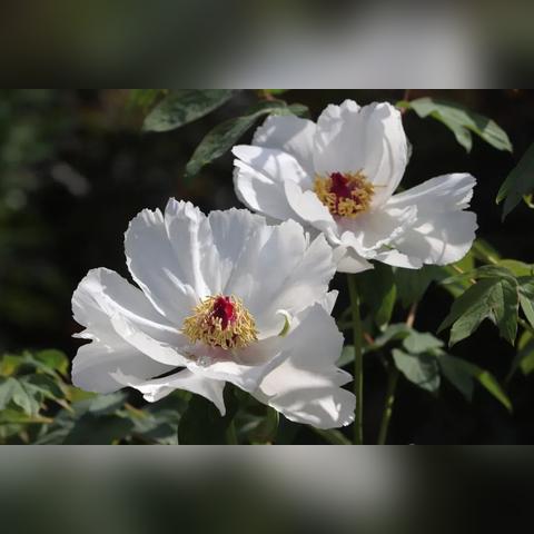 《红霞岛》武器换弹瞬间揭秘，全新视觉体验震撼来袭