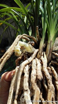 《原神》白术挂草增伤解析：白术抽卡价值评估揭秘