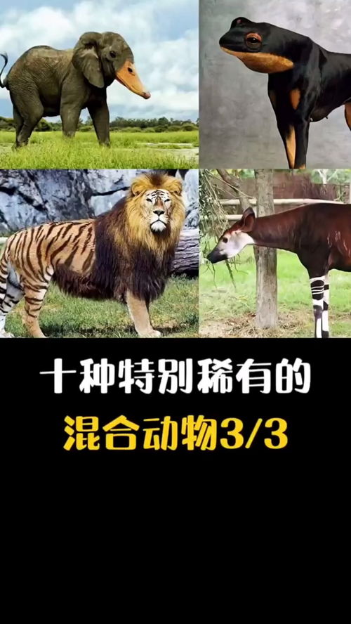 《原神》3.6版稀有动物捕捉攻略：全位置解析秘籍揭晓