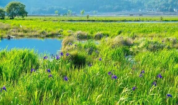 云南山苏走红网络，竟成绿意盎然“生态宝”