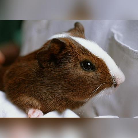 鸟类远程触觉揭秘：人类无需接触感知隐藏物体新发现