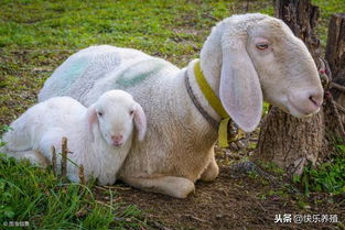 羊驼挑战攻略揭秘：高效取胜心得分享新技巧