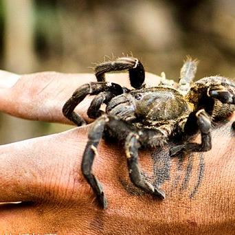 《怪物猎人世界》图鉴攻略：环境生物捕捉技巧解析大全