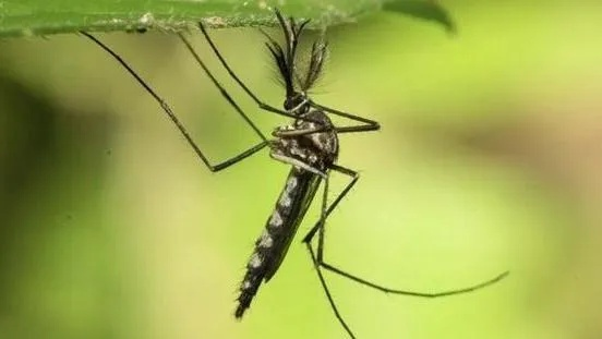 冰岛新发现第四只蚊子，南极“无蚊净土”面临挑战