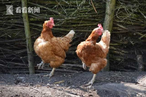 佛州男子争论母鸡产蛋引冲突，四枪惊魂演绎新价值观