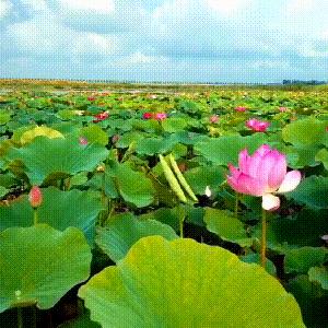 绝区零公测独家预下载攻略，抢先体验新价值盛宴