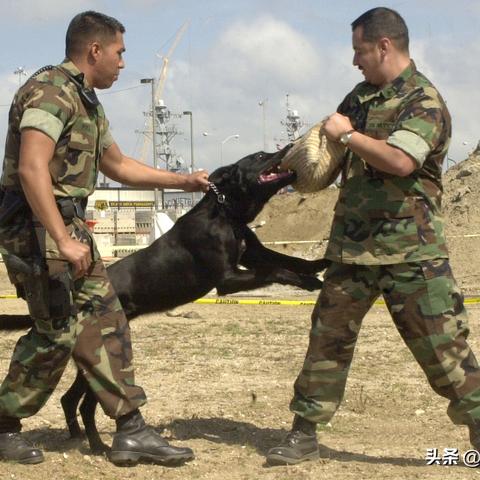 植物杂交新霸主，全明星排行榜揭晓