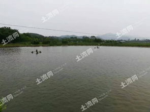 《戴夫养殖场攻略》揭秘：各区域养鱼推荐，打造高效鱼塘