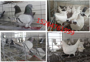 《双喵成行》肉鸽翻翻乐，趣味升级，萌宠狂欢正式开启！