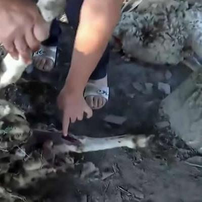 《纪元117罗马和平》牧场布局攻略：优化绵羊养殖新策略