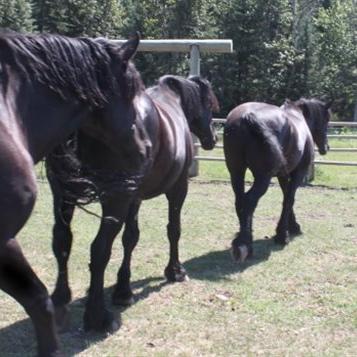 优化布局攻略：燕麦农场高效布局新策略