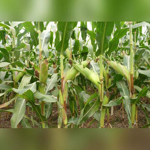 G胖亲自快递新体验，玩家热议：主机送达惊喜多