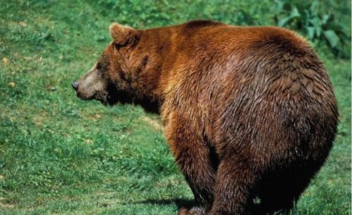 秋田频发人熊冲突，猎人称熊冬眠成疑虑