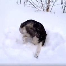 绝区零叶瞬光：揭秘神秘特工的零度觉醒