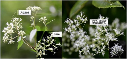 《原神》白术百草药方大揭秘：白术煎药秘籍全解析