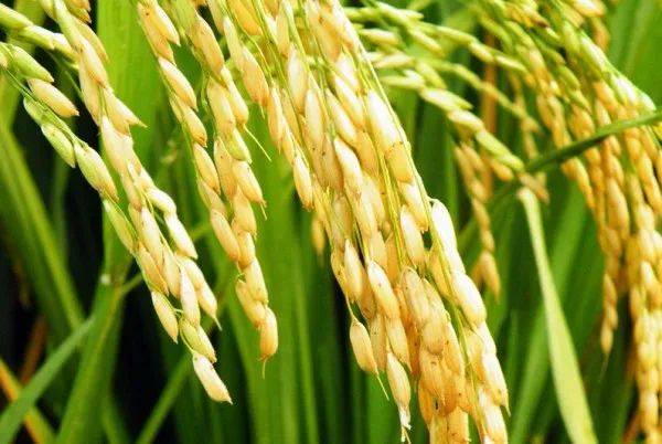 水稻施肥水位控技巧，揭秘《天穗》长命草姬高效种植法