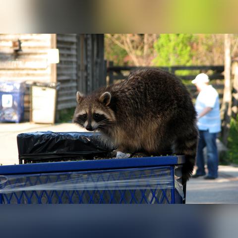 早期驯化迹象惊人，浣熊未来成宠物新宠