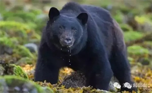 黑熊狂追少年惊现收银台，揭秘惊险一幕！
