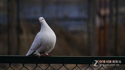 休闲佳作《Zoeti/星咏之诗》美鸽养成，Epic喜加一，高效杀时间神器！