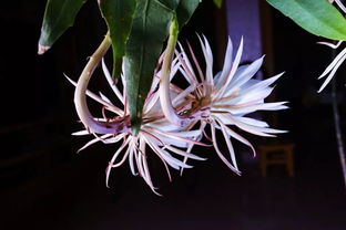 《原神》3.6忧昙花攻略：花蕊获取秘籍，探秘花海珍宝