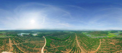 《最远边陲食物攻略：高效耕作新技巧揭秘》