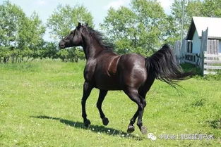 《天国拯救》马匹速度耐力深度解析，揭秘性能新维度