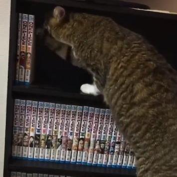 冒险王ol官网，2025终极隐藏秘宝如何解锁？