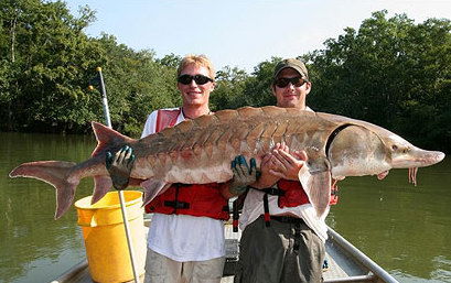 女子裙内藏活鱼229条，海关查获惊现“鱼王”奇观