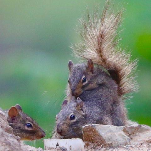 三只松鼠员工入职新规：姓氏“鼠”变，传承创新精神