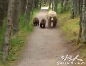 加拿大20名学生户外遇袭，揭秘熊熊北美惊魂时刻