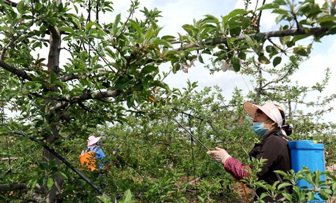 熊闯果园奇袭果农，传统围栏失效新策略待解