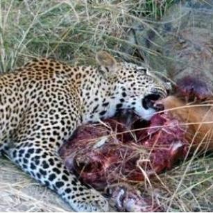 《古墓丽影暗影》巨鳄DLC全攻略：解锁暗影技巧，探秘鳄鱼巢穴