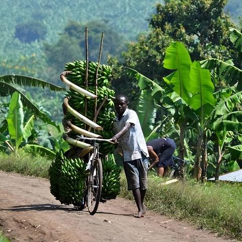 懒散非洲黑成网红，揭秘中国博主追捧新潮流
