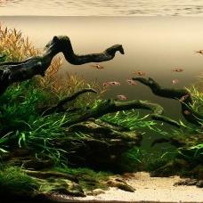 《纪元117罗马和平》造景秘籍：深度解析与全新价值探索