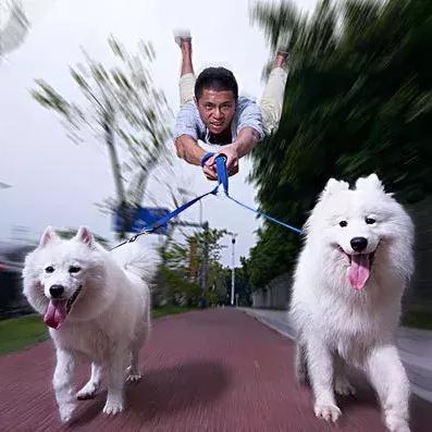 明年起遛狗不拴绳违法！最高罚1000元拘10天，安全意识新升级