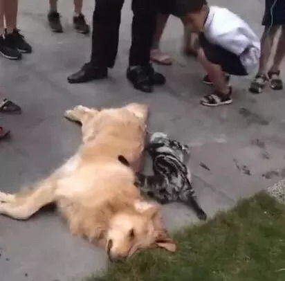 幼猫抓伤男子惨遭摔死，猫主索赔医药费被拒引争议