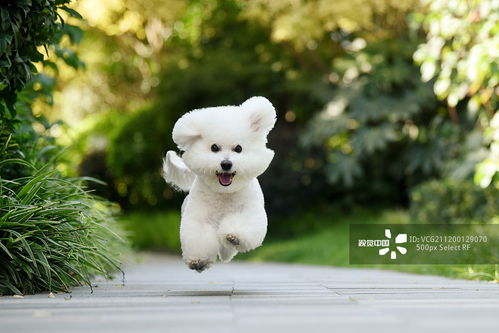 触控互动萌宠“智能憨憨”，搭载大模型，售价399元，趣味无限！