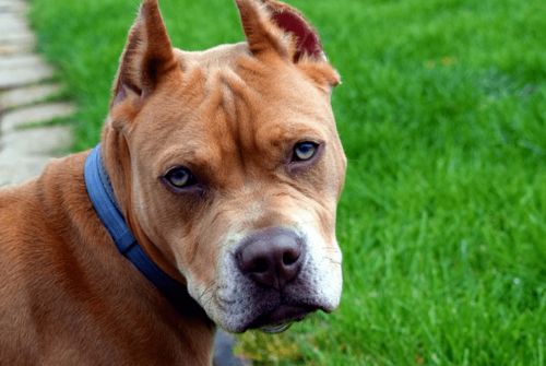 比特犬悲剧：毕业在即，美国女生不幸丧生，母亲痛心疾首