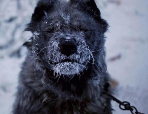 美洲狮藏身之地探秘，新曙光图鉴揭秘新价值